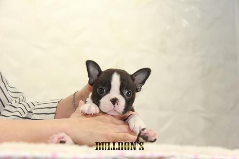 成約済の東京都のボストンテリア-134590