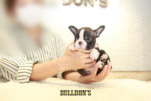 成約済の東京都のボストンテリア-134590の7枚目