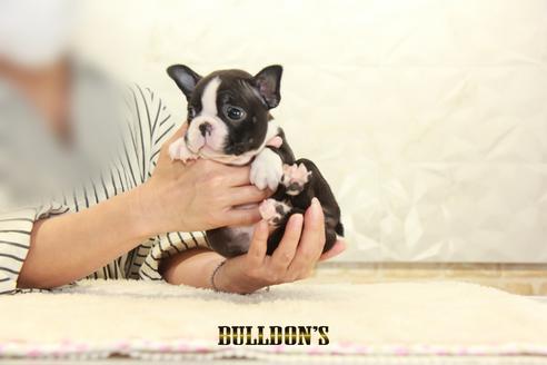 成約済の東京都のボストンテリア-134590の2枚目