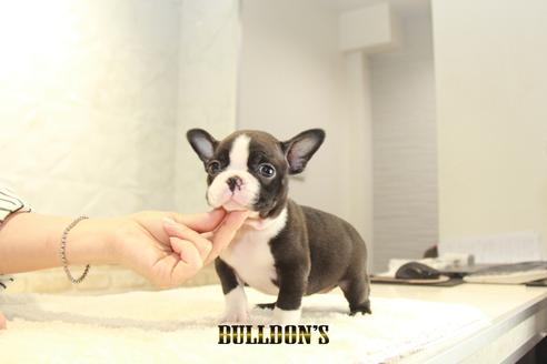 成約済の東京都のボストンテリア-134590の3枚目