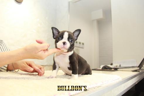 成約済の東京都のボストンテリア-134590の4枚目