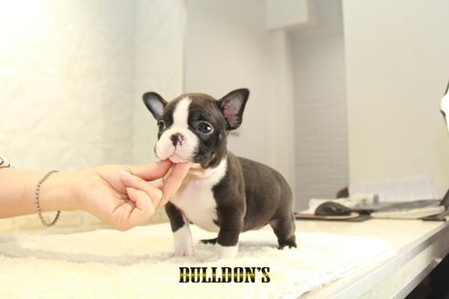 成約済の東京都のボストンテリア-134590の5枚目