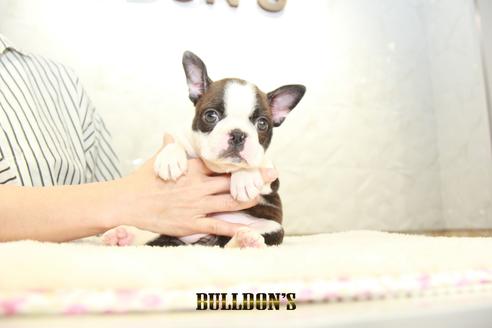 成約済の東京都のボストンテリア-134592の4枚目