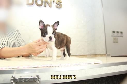 成約済の東京都のボストンテリア-134592の5枚目