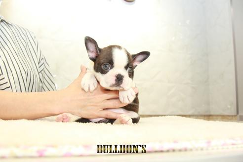 成約済の東京都のボストンテリア-134592の6枚目