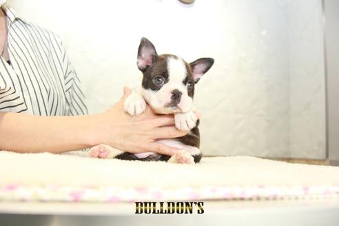 成約済の東京都のボストンテリア-134592の1枚目