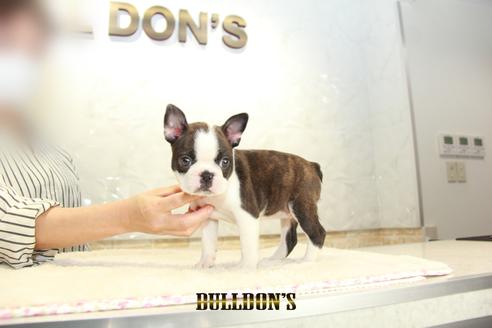 成約済の東京都のボストンテリア-134592の7枚目