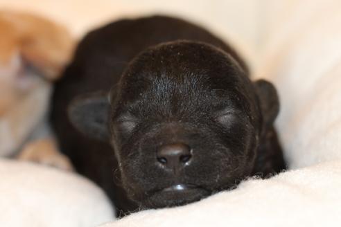 成約済の愛知県のトイプードル-133751の34枚目