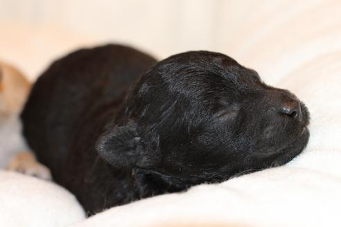 成約済の愛知県のトイプードル-133751の33枚目