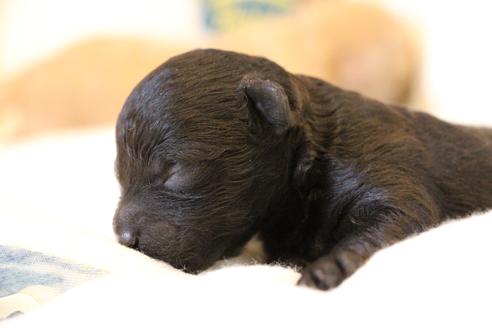 成約済の愛知県のトイプードル-133751の32枚目