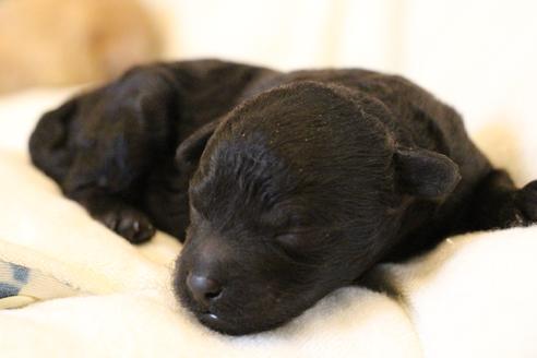 成約済の愛知県のトイプードル-133751の31枚目