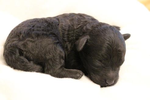 成約済の愛知県のトイプードル-133751の30枚目