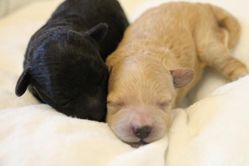 成約済の愛知県のトイプードル-133751の29枚目