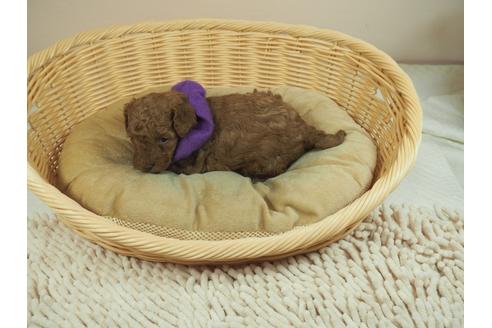 成約済の埼玉県のタイニープードル-134598の4枚目