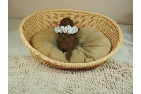 成約済の埼玉県のタイニープードル-134601の3枚目