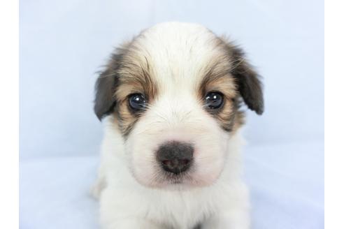 成約済の千葉県のパピヨン-134602の1枚目