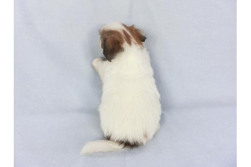 成約済の千葉県のパピヨン-134602の4枚目