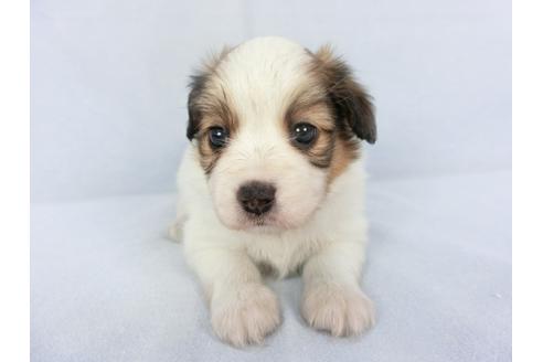 成約済の千葉県のパピヨン-134602の3枚目