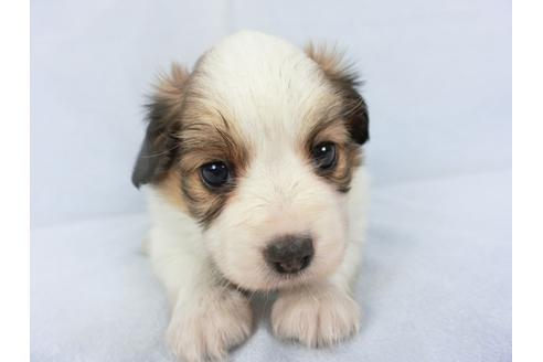 成約済の千葉県のパピヨン-134602の2枚目