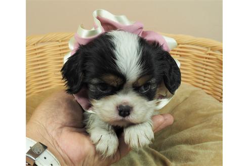 成約済の埼玉県のキャバリアキングチャールズスパニエル-134603の1枚目