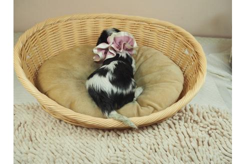 成約済の埼玉県のキャバリアキングチャールズスパニエル-134603の3枚目