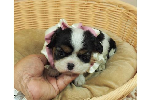成約済の埼玉県のキャバリアキングチャールズスパニエル-134603の2枚目