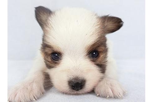 成約済の千葉県のパピヨン-134605の1枚目