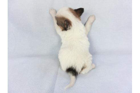 成約済の千葉県のパピヨン-134605の4枚目