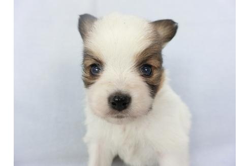 成約済の千葉県のパピヨン-134605の3枚目