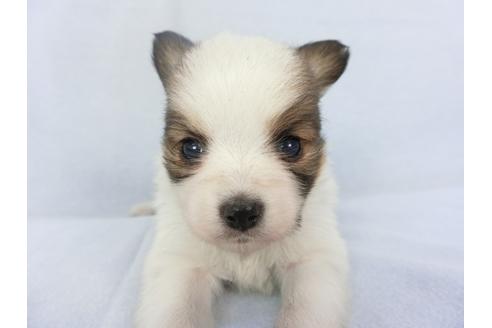 成約済の千葉県のパピヨン-134605の2枚目