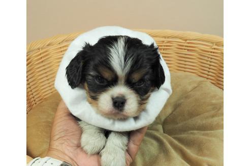 成約済の埼玉県のキャバリアキングチャールズスパニエル-134606の1枚目