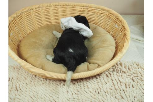 成約済の埼玉県のキャバリアキングチャールズスパニエル-134606の3枚目