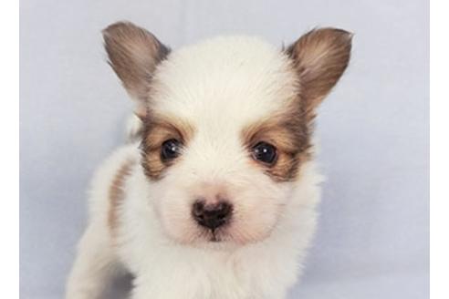 成約済の千葉県のパピヨン-134607の1枚目