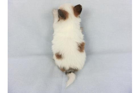 成約済の千葉県のパピヨン-134607の4枚目