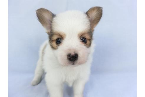 成約済の千葉県のパピヨン-134607の3枚目