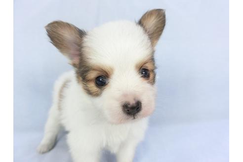 成約済の千葉県のパピヨン-134607の2枚目