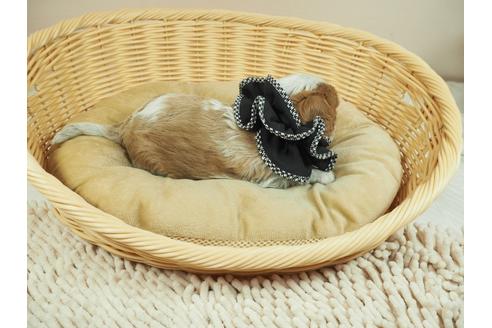 成約済の埼玉県のキャバリアキングチャールズスパニエル-134608の5枚目