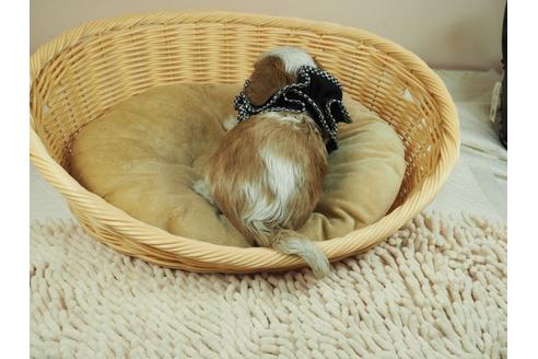 成約済の埼玉県のキャバリアキングチャールズスパニエル-134608の3枚目