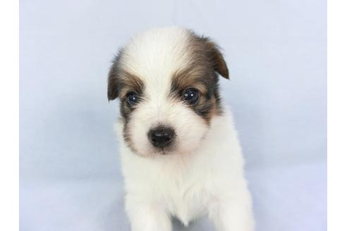 成約済の千葉県のパピヨン-134609の1枚目