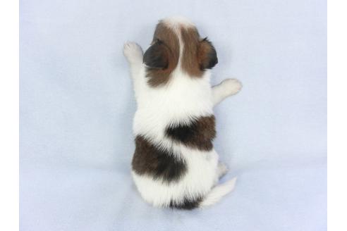 成約済の千葉県のパピヨン-134609の4枚目