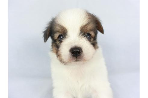 成約済の千葉県のパピヨン-134609の3枚目