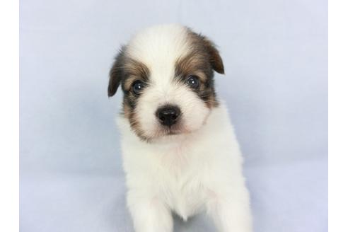 成約済の千葉県のパピヨン-134609の2枚目