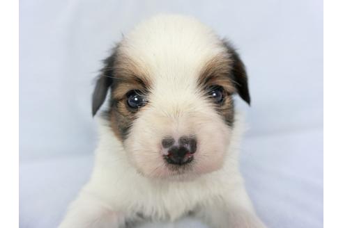 成約済の千葉県のパピヨン-134614