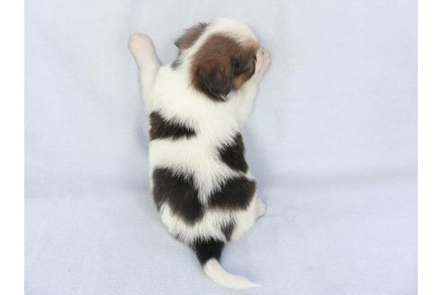 成約済の千葉県のパピヨン-134614の4枚目