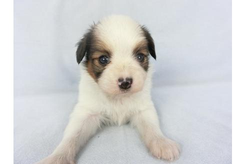 成約済の千葉県のパピヨン-134614の3枚目