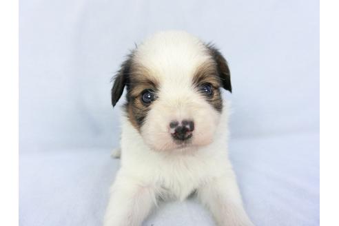 成約済の千葉県のパピヨン-134614の2枚目