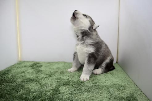 成約済の群馬県のシベリアンハスキー-133379の2枚目