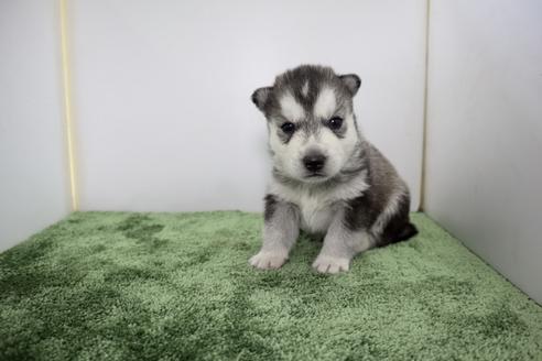 成約済の群馬県のシベリアンハスキー-133379の3枚目