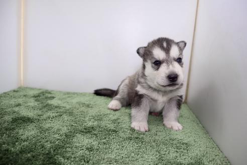 成約済の群馬県のシベリアンハスキー-133379の5枚目