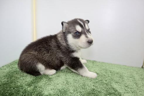 成約済の群馬県のシベリアンハスキー-133378の8枚目